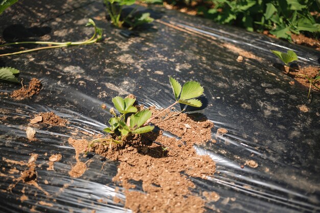 Zastosowanie naturalnych środków ochrony roślin w ekologicznym ogrodnictwie